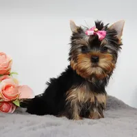 Ginger, a female Yorkshire Terrier for sale in Los Angeles, CA – 4 of 5