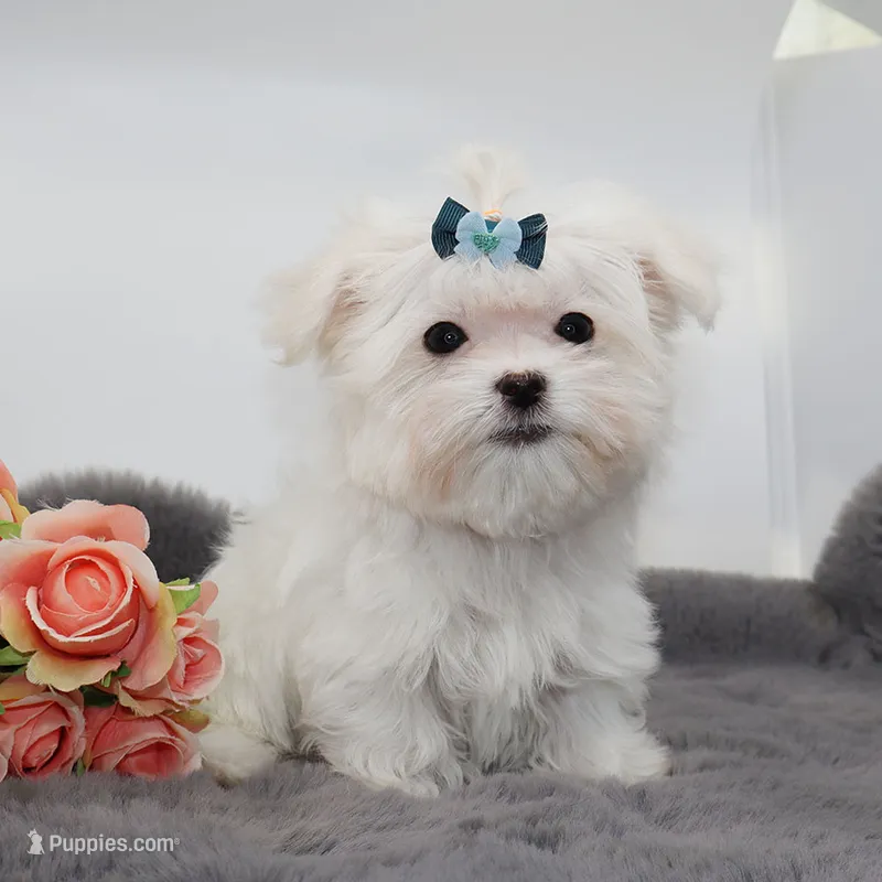 Tiny boy Rice – Maltese puppy for sale in Los Angeles, CA