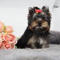 Micro girl Joan, a female Yorkshire Terrier for sale in Los Angeles, CA – 1 of 5