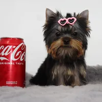 Micro AKC Chery, a female Yorkshire Terrier for sale in Los Angeles, CA – 2 of 5