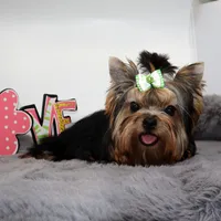 Django, a male Yorkshire Terrier for sale in Los Angeles, CA – 4 of 5