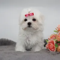 Lumi, a female Maltese for sale in Los Angeles, CA – 4 of 5