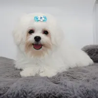 Olaf, a male Maltese for sale in Los Angeles, CA – 3 of 5