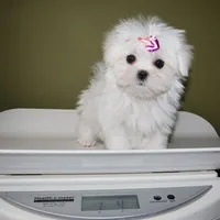 Tiny Moonflower, a female Maltese for sale in Los Angeles, CA – 4 of 4