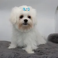 Olaf, a male Maltese for sale in Los Angeles, CA – 2 of 5