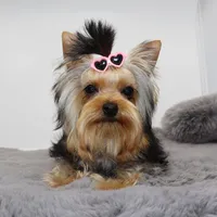 Ash, a female Yorkshire Terrier for sale in Los Angeles, CA – 2 of 5