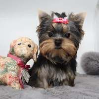 Roxy, a female Yorkshire Terrier for sale in Los Angeles, CA – 4 of 5