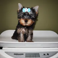 Kirby, a male Yorkshire Terrier for sale in Los Angeles, CA – 5 of 5