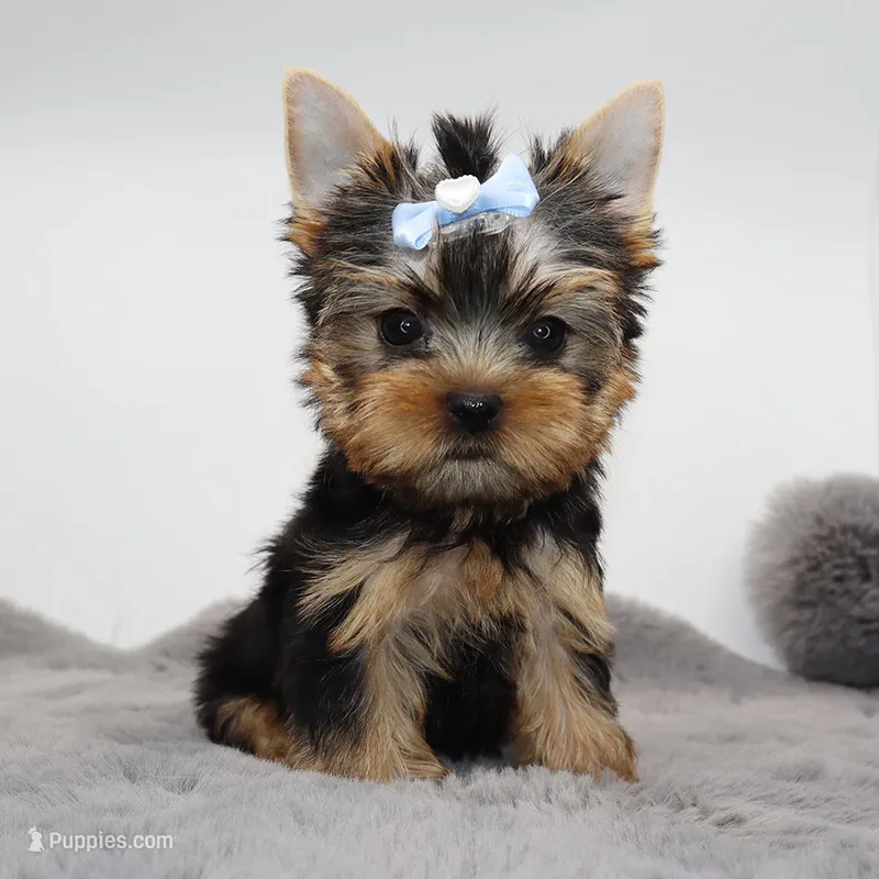 AKC Moonshine – Yorkshire Terrier puppy for sale in Los Angeles, CA