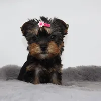 Tiny Glossy, a female Yorkshire Terrier for sale in Los Angeles, CA – 2 of 5