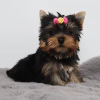 Tiny Hazel, a female Yorkshire Terrier for sale in Los Angeles, CA – 2 of 5