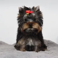 Micro girl Joan, a female Yorkshire Terrier for sale in Los Angeles, CA – 2 of 5