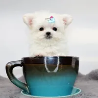 Micro boy Mushroom, a male Maltese for sale in Los Angeles, CA – Photo 2 of 5