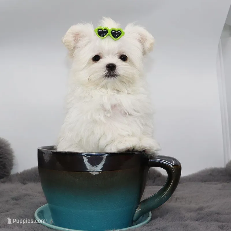 Micro boy Mushroom – Maltese puppy for sale in Los Angeles, CA