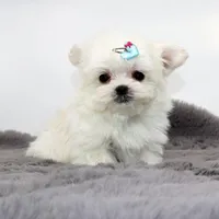 Micro boy Mushroom, a male Maltese for sale in Los Angeles, CA – Photo 3 of 5