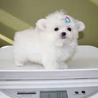 Micro boy Mushroom, a male Maltese for sale in Los Angeles, CA – Photo 5 of 5