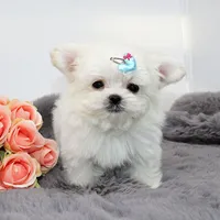 Micro boy Mushroom, a male Maltese for sale in Los Angeles, CA – Photo 4 of 5