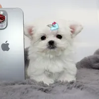Micro boy Mushroom, a male Maltese for sale in Los Angeles, CA – Photo 1 of 5