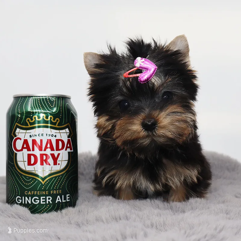 Micro girl Bubble – Yorkshire Terrier puppy for sale in Los Angeles, CA