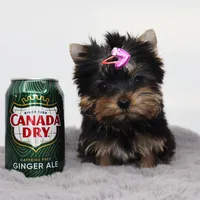 Micro girl Bubble, a female Yorkshire Terrier for sale in Los Angeles, CA – 1 of 5
