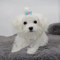 Salt, a male Maltese for sale in Los Angeles, CA – 3 of 5