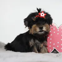 Fig, a female Yorkshire Terrier for sale in Los Angeles, CA – 4 of 5