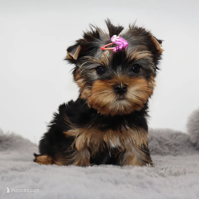 AKC Sabrina – Yorkshire Terrier puppy for sale in Los Angeles, CA