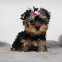 AKC Sabrina, a female Yorkshire Terrier for sale in Los Angeles, CA – 1 of 5