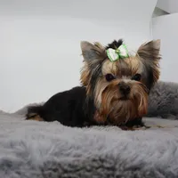 Django, a male Yorkshire Terrier for sale in Los Angeles, CA – 2 of 5