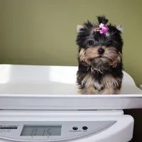 Micro girl Bubble, a female Yorkshire Terrier for sale in Los Angeles, CA – 5 of 5