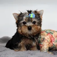 Scout, a male Yorkshire Terrier for sale in Los Angeles, CA – 2 of 5