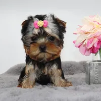 Fizz, a female Yorkshire Terrier for sale in Los Angeles, CA – Photo 4 of 5