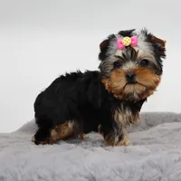 Fizz, a female Yorkshire Terrier for sale in Los Angeles, CA – Photo 2 of 5