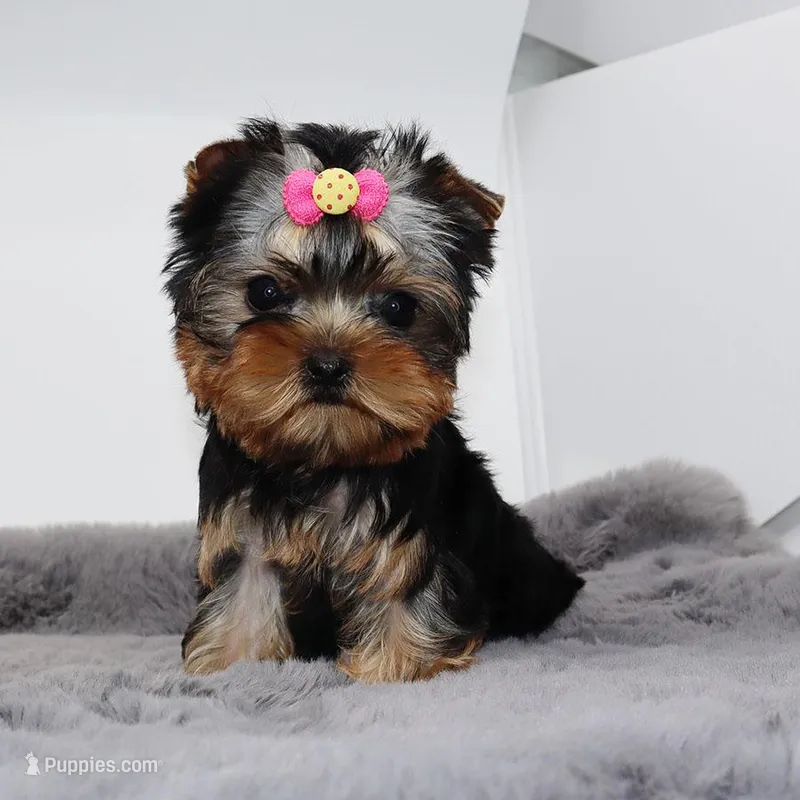 Fizz – Yorkshire Terrier puppy for sale in Los Angeles, CA
