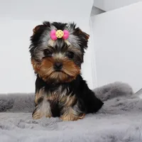 Fizz, a female Yorkshire Terrier for sale in Los Angeles, CA – Photo 1 of 5