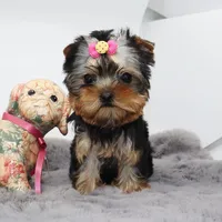 Fizz, a female Yorkshire Terrier for sale in Los Angeles, CA – Photo 5 of 5