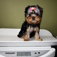 Fizz, a female Yorkshire Terrier for sale in Los Angeles, CA – Photo 3 of 5