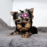 Bluey, a female Yorkshire Terrier for sale in Los Angeles, CA – 2 of 5