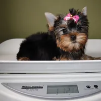 Ginger, a female Yorkshire Terrier for sale in Los Angeles, CA – 5 of 5