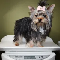 Melantha, a female Yorkshire Terrier for sale in Los Angeles, CA – 5 of 5