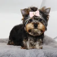 Hershey, a female Yorkshire Terrier for sale in Los Angeles, CA – 4 of 5