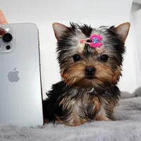 Micro girl Poppy, a female Yorkshire Terrier for sale in Los Angeles, CA – Photo 1 of 5