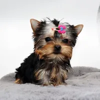 Micro girl Poppy, a female Yorkshire Terrier for sale in Los Angeles, CA – Photo 3 of 5
