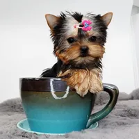 Micro girl Poppy, a female Yorkshire Terrier for sale in Los Angeles, CA – Photo 2 of 5