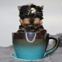 Micro boy Lucas, a male Yorkshire Terrier for sale in Los Angeles, CA – 3 of 5