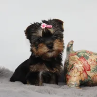Tiny Glossy, a female Yorkshire Terrier for sale in Los Angeles, CA – 3 of 5