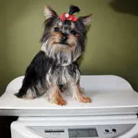 Micro girl Pixel, a female Yorkshire Terrier for sale in Los Angeles, CA – 5 of 5