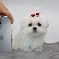 Micro girl Fig, a female Maltese for sale in Los Angeles, CA – Photo 4 of 5