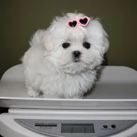 Micro girl Fig, a female Maltese for sale in Los Angeles, CA – Photo 5 of 5