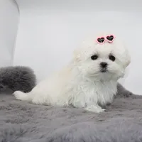 Micro girl Fig, a female Maltese for sale in Los Angeles, CA – Photo 2 of 5